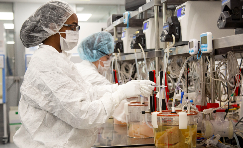 Gan heo: tia hy vọng cho bệnh nhân ghép tạng