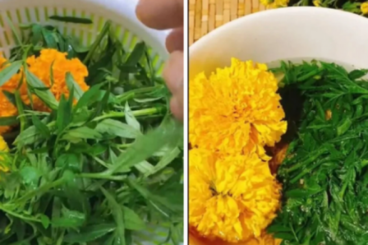 Trào lưu ăn bông vạn thọ cùng mì tôm rần rần trên TikTok: lưu ý coi chừng sức khoẻ