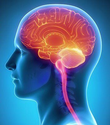 Mỹ cảnh báo vi khuẩn mô cầu gây viêm màng não bất thường