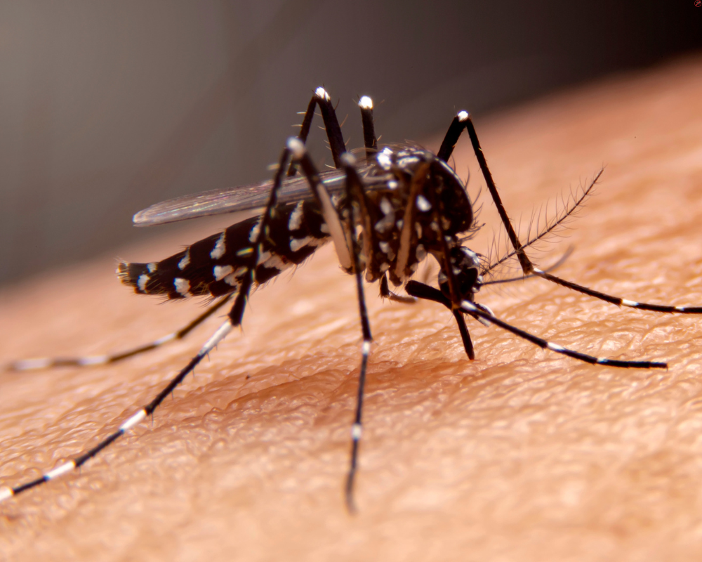 Tình trạng sốt xuất huyết trái mùa tại Việt Nam