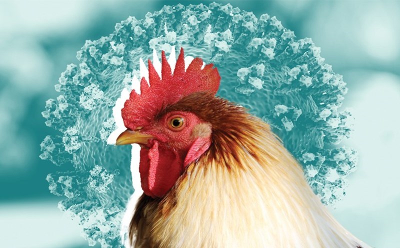 Việt Nam phát hiện ca cúm A(H9) đầu tiên