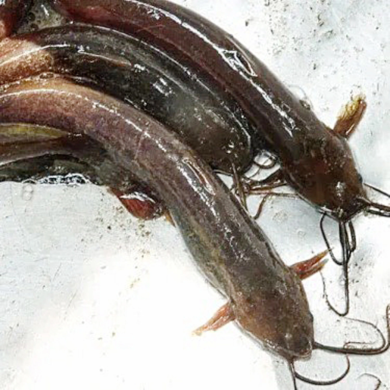 Nguy cơ mất mạng vì bị ngạnh cá trê đâm vào tay