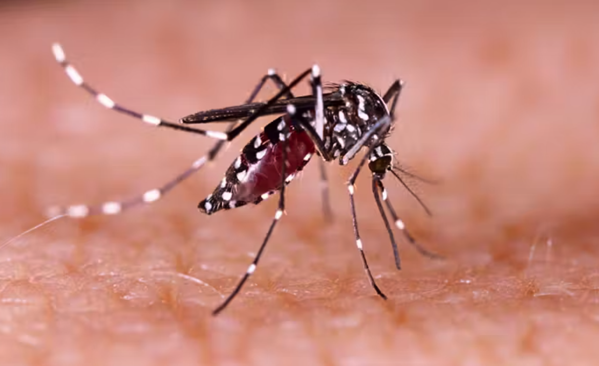 Bệnh nhân sốt xuất huyết Dengue nặng có nguy cơ bị đồng nhiễm vi khuẩn nguy hiểm