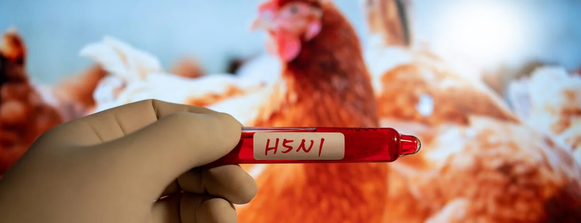 Bạn có nên lo sợ loại cúm H5N1?