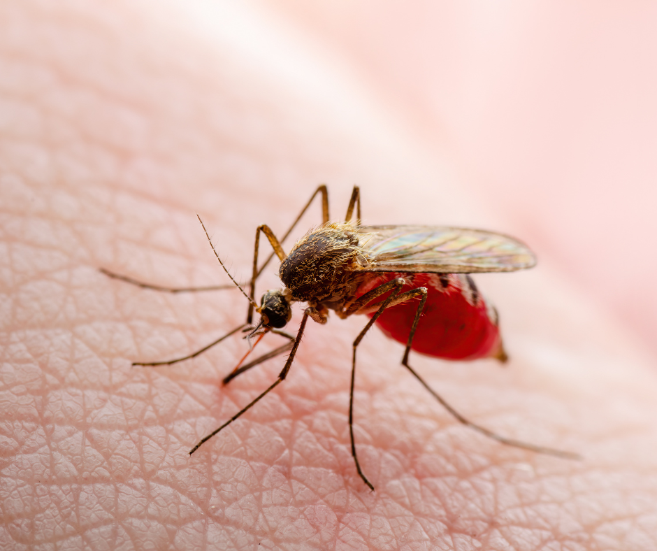 Cách điều trị sốt xuất huyết chuẩn bạn cần biết