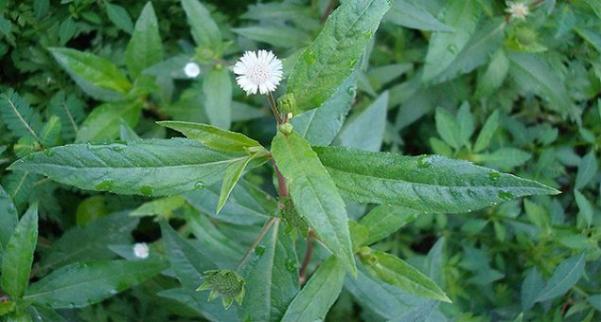 Dùng thuốc nam chữa ‘giời leo’ khi nào?