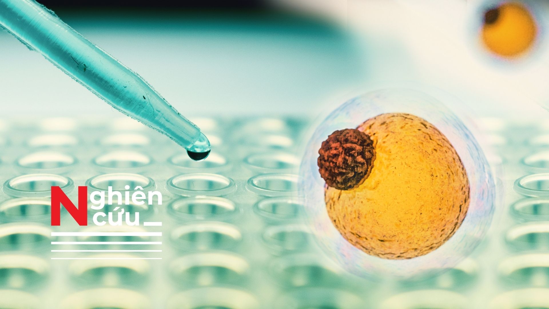 Phát hiện tế bào mỡ có khả năng lưu lại “ký ức béo phì” khiến việc giảm cân khó khăn