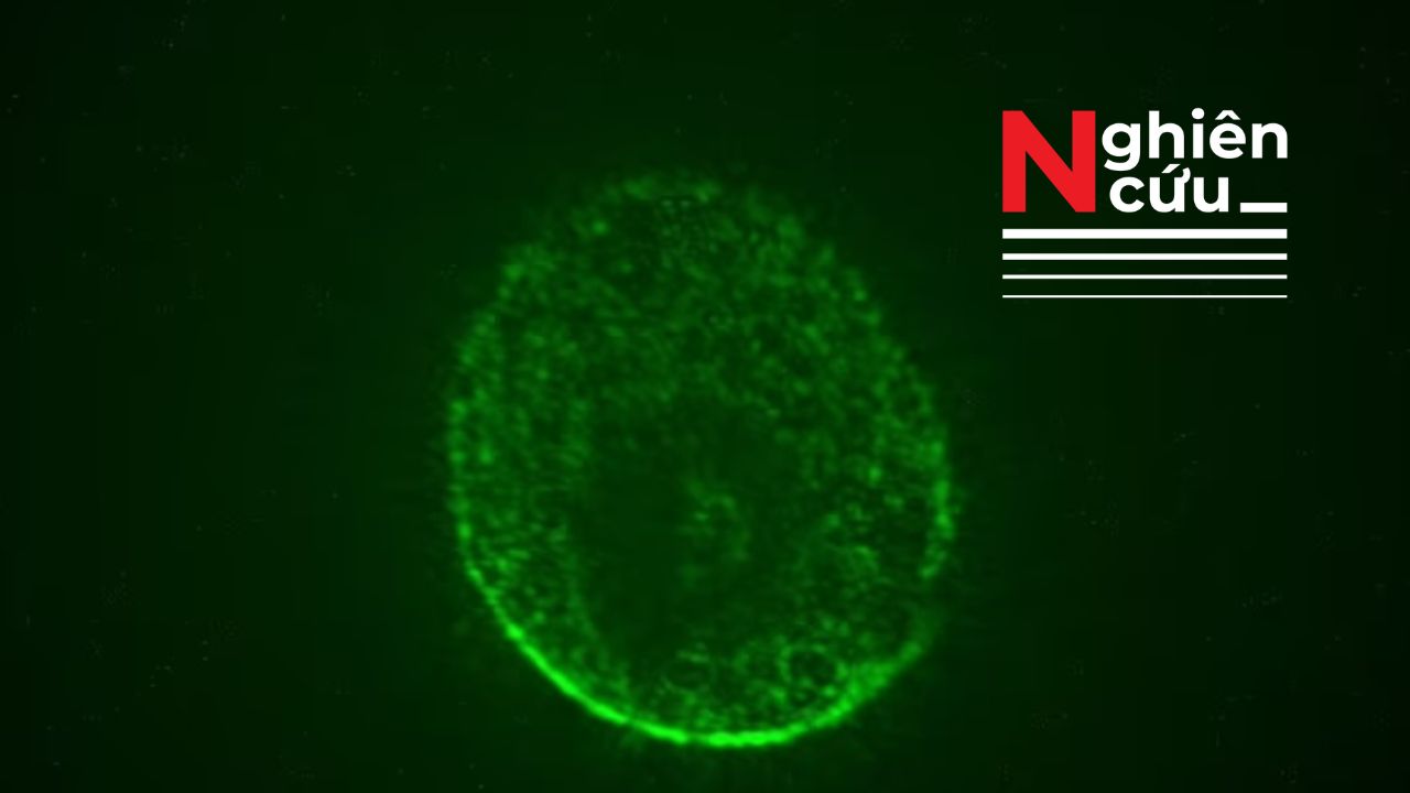 Như phim viễn tưởng: Nuôi cấy não người trên trạm vũ trụ nhằm tìm phương pháp điều trị mới