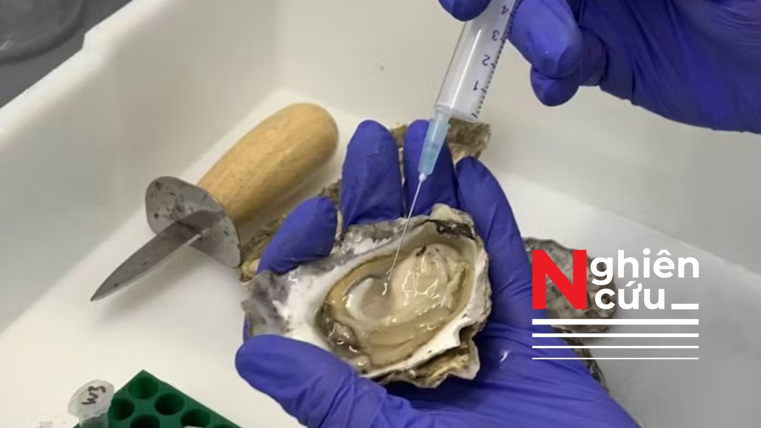 Hàu và cuộc chiến chống lại các ‘siêu vi khuẩn’