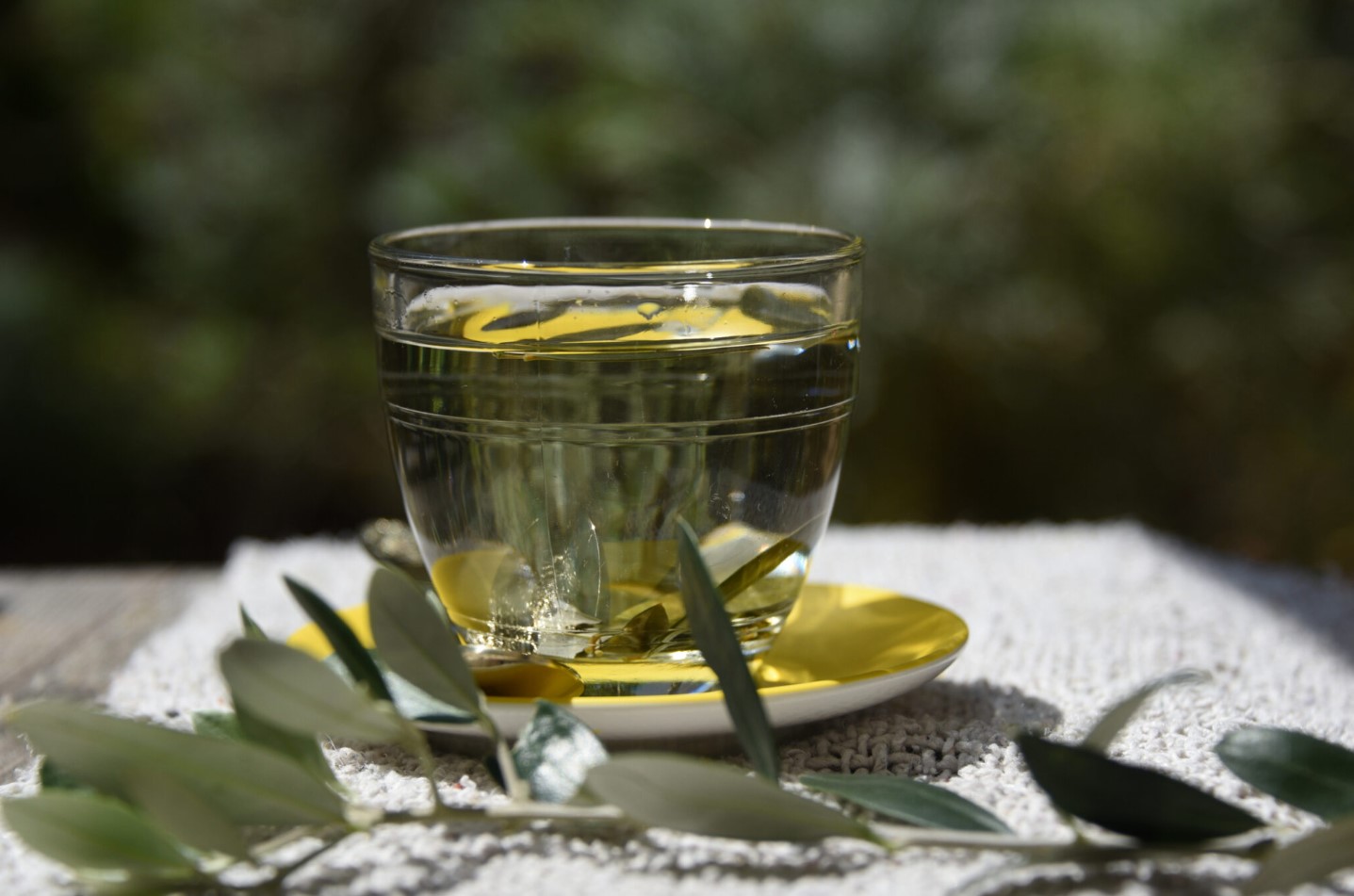 Dầu và quả ô liu đều tốt cho sức khỏe, vậy còn lá ô liu thì sao?