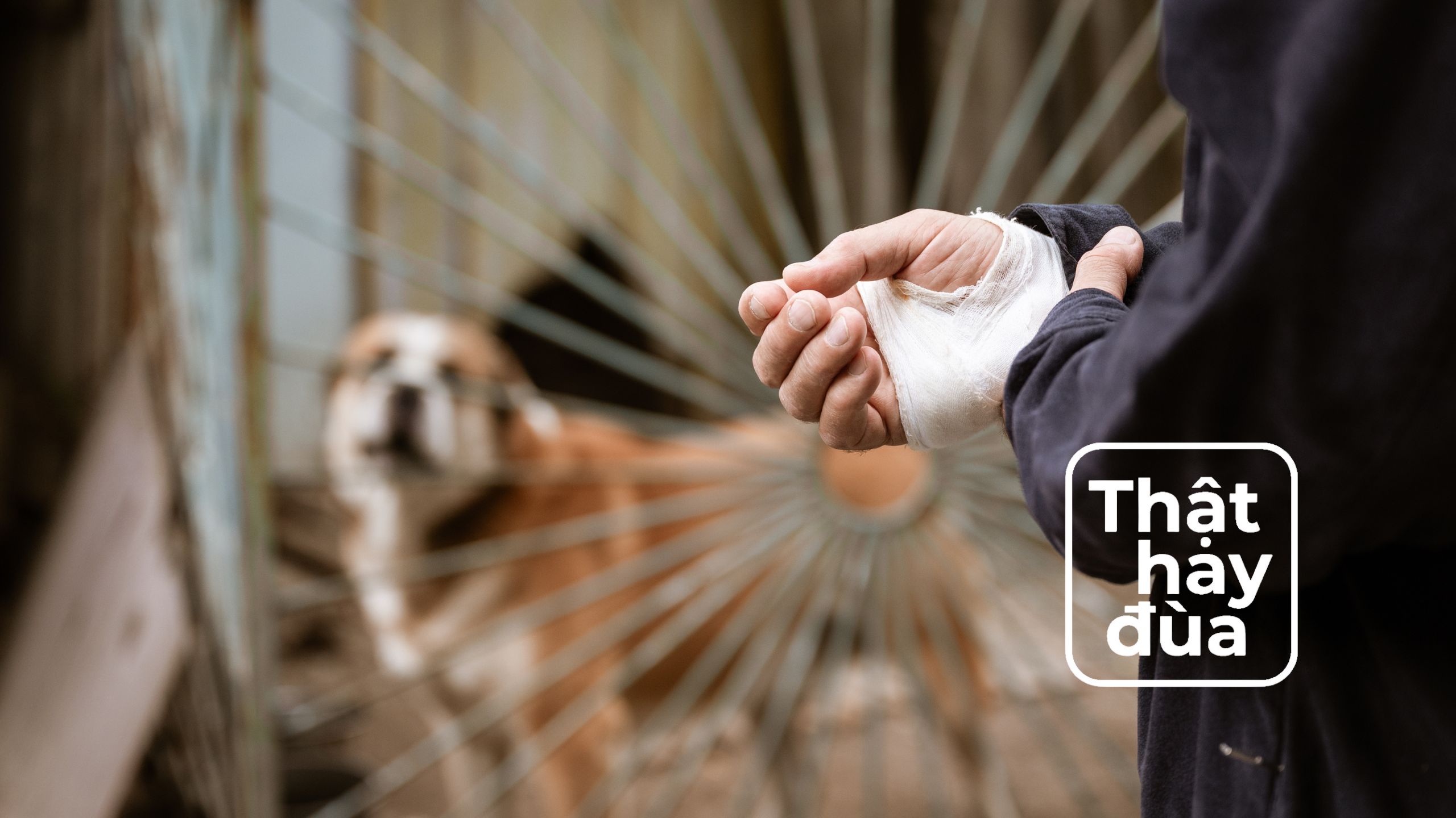 Bệnh dại có thể ‘âm thầm’ tồn tại bao nhiêu năm kể từ khi bị cắn?