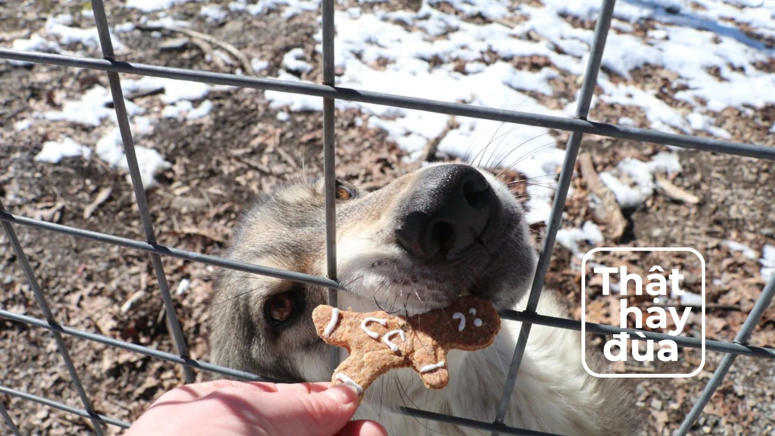Độc lạ Valentine: Ném (tên) người yêu cũ cho sói ăn