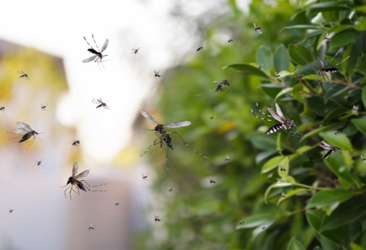 Đối phó sốt xuất huyết khi mưa trái mùa như thế nào?