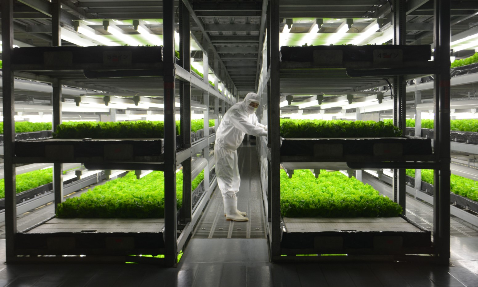 Các nhà khoa học xác nhận lá cây có khả năng hấp thụ và tích tụ vi nhựa từ không khí