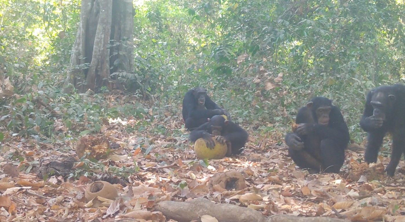 ‘Chén chú chén anh’ phiên bản rừng xanh, loài linh trưởng đã biết nhậu từ xa xưa!